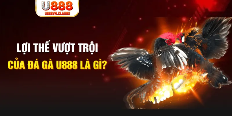 Lợi thế vượt trội của đá gà U888 là gì?
